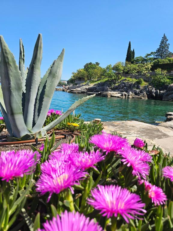 Pink flowers and blue water on the Porat coast